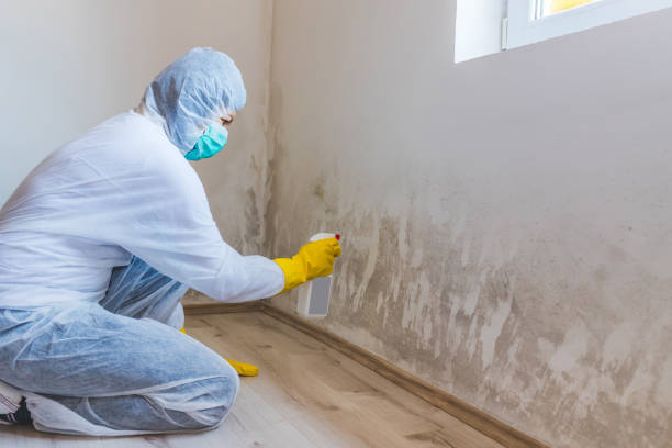Licensed Black Mold Removal service in Arrington, TN - WQB Mold Removal
