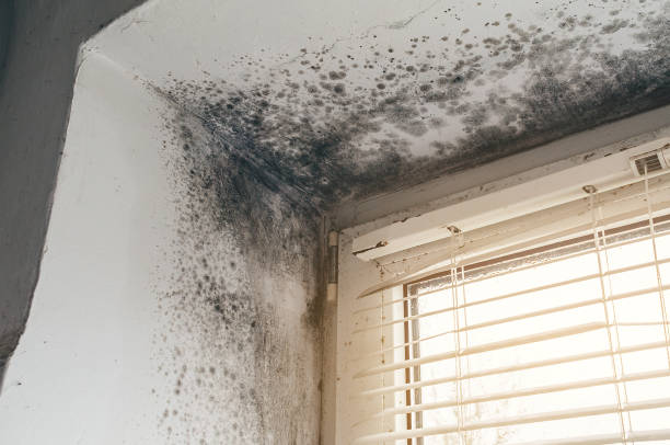 Affordable Black Mold Removal solutions in Arrington, TN